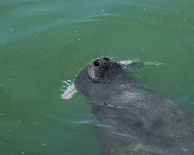 Florida Manatee (2)