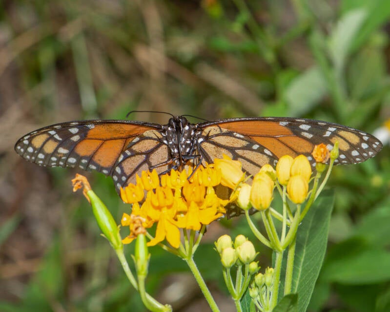 Monarch (