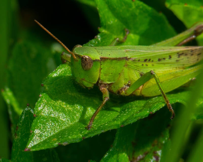 Short-Winged Grasshopper (4)