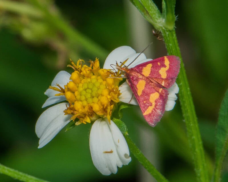Coffee-Loving Pyrausta (5)
