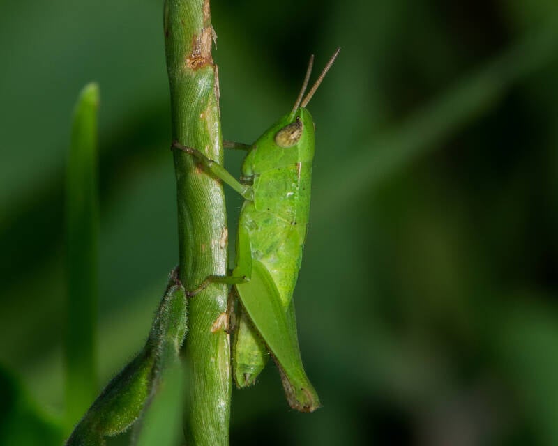 Short-Winged Grasshopper (3)