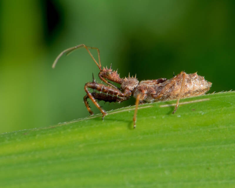 Sinea Assassin Bug (1)