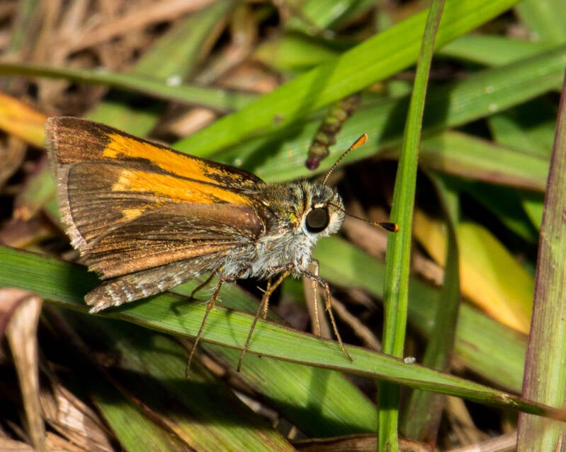 Baracoa Skipper (1)