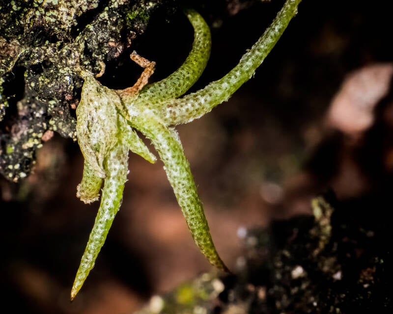 Ball Moss (1)