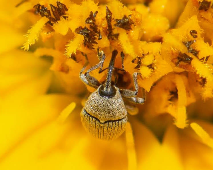 Geraeus picumnus Flower Weevil (2)