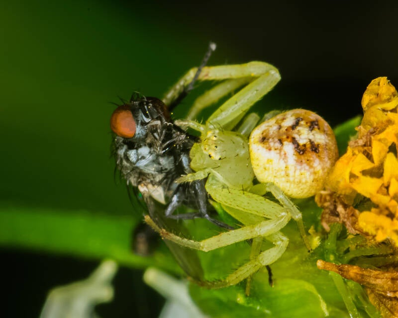 Crab Spider (5)
