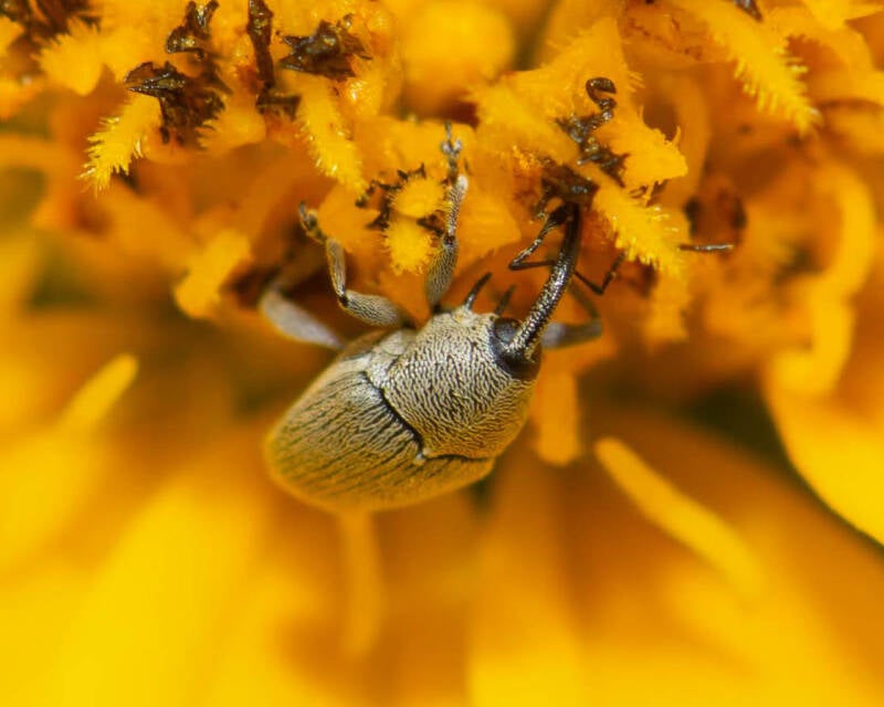 Geraeus picumnus Flower Weevil (1)