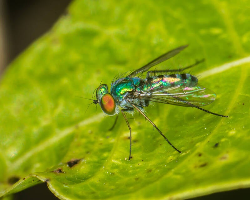 Iridescent Long-Legged Fly (8)