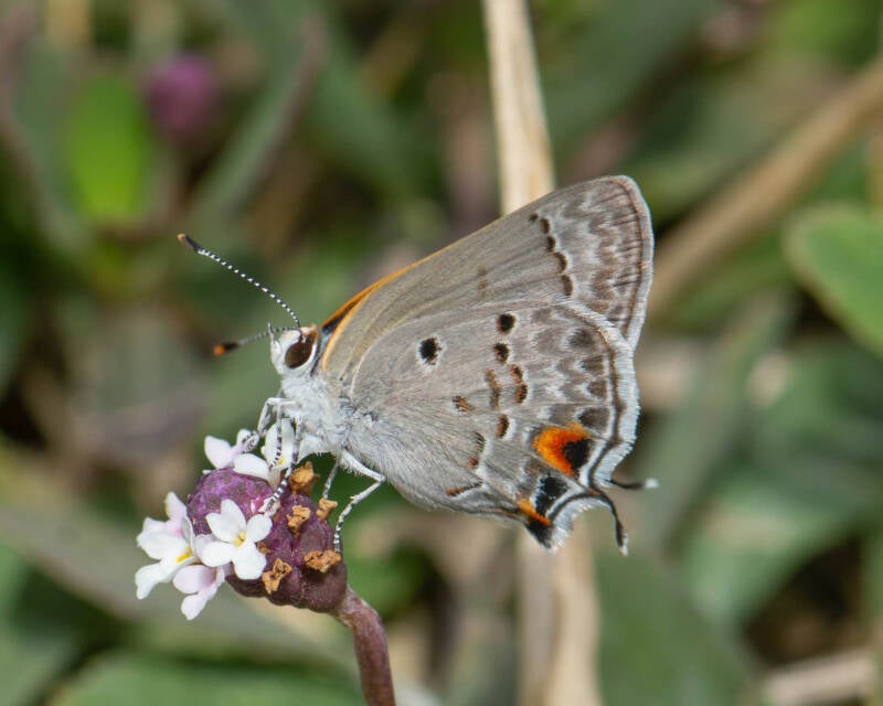 Mallow-Scrub Hairstreak (3)