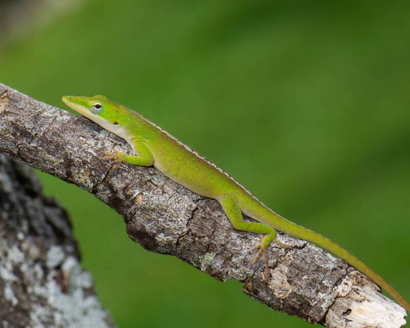 Green Anole (11)