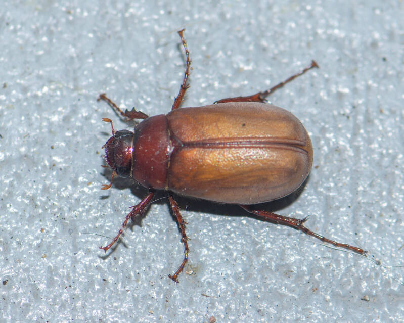 June Bug (4)