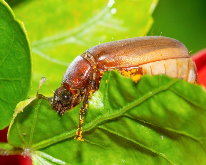 June Bug (3)