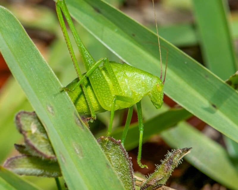 Round-Headed Katydid (1)