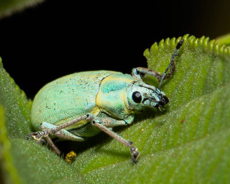 Blue-Green Root Weevil (11)