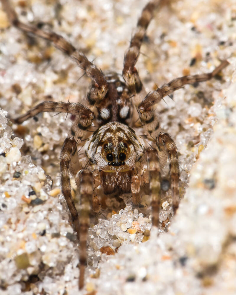 Shoreline Wolfspider (1)