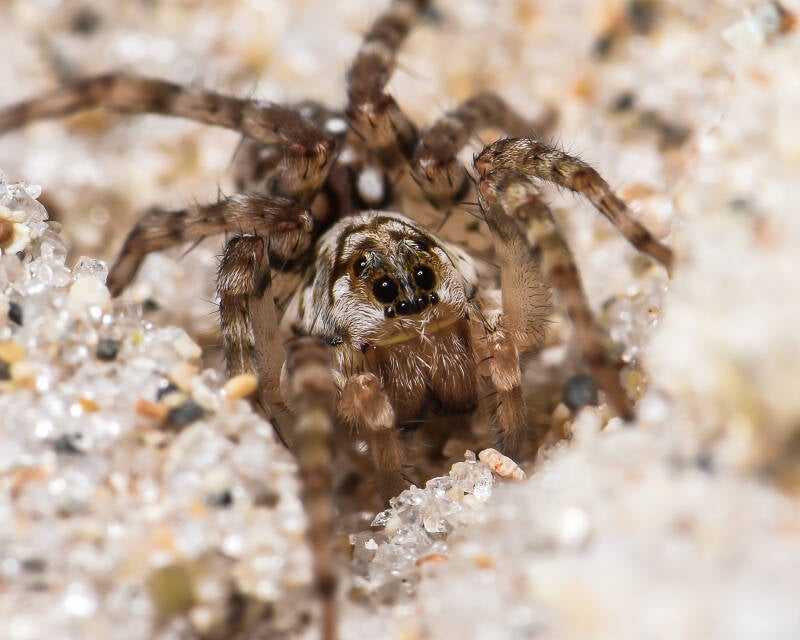 Shoreline Wolfspider (2)
