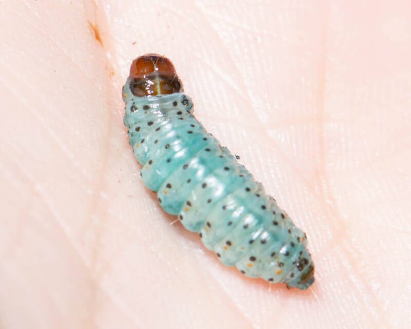 Mahogany Shoot Borer (1)