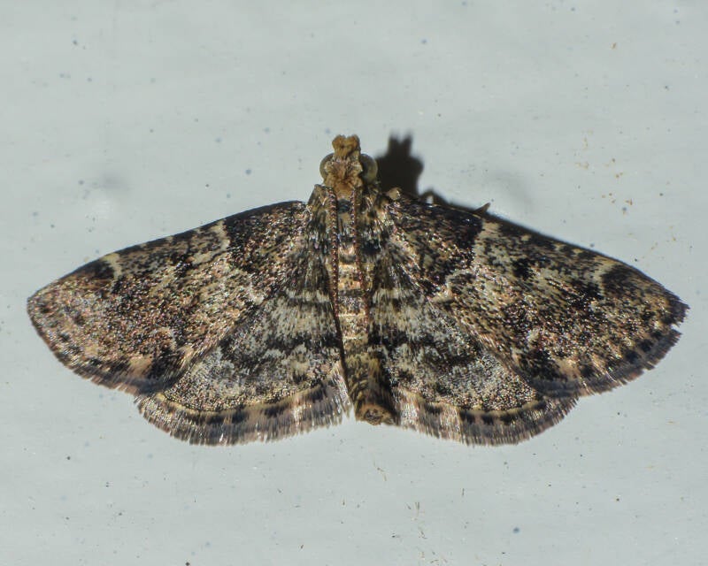 Geometer Moth (2)