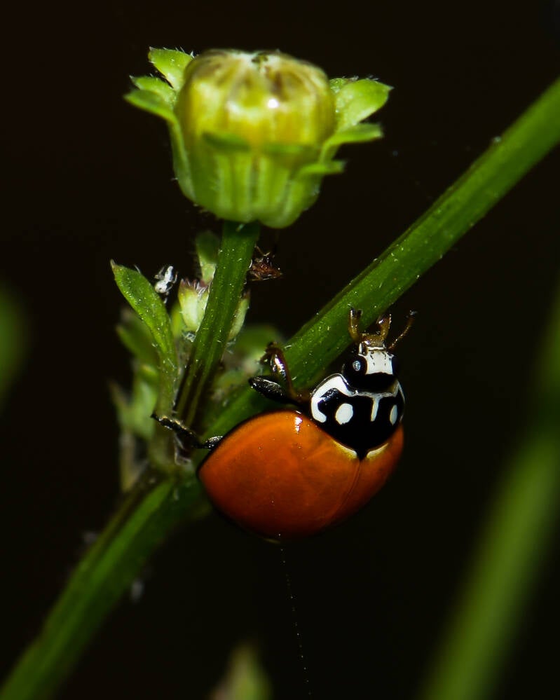 Asian Lady Beetle 13)