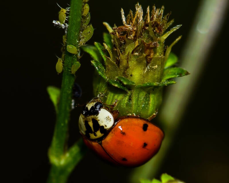 Asian Lady Beetle (12)