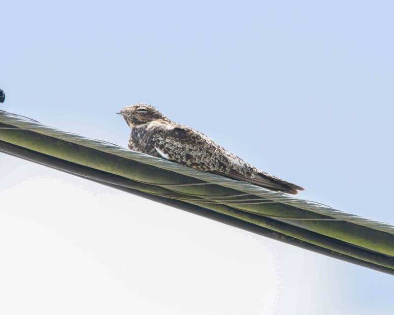 Common Nighthawk (1)