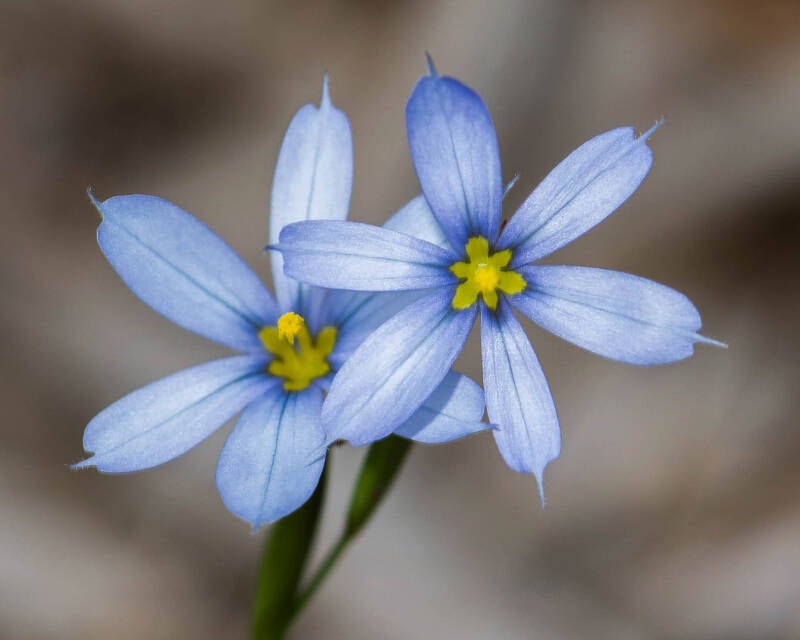 Blue-Eyed Grass (2)