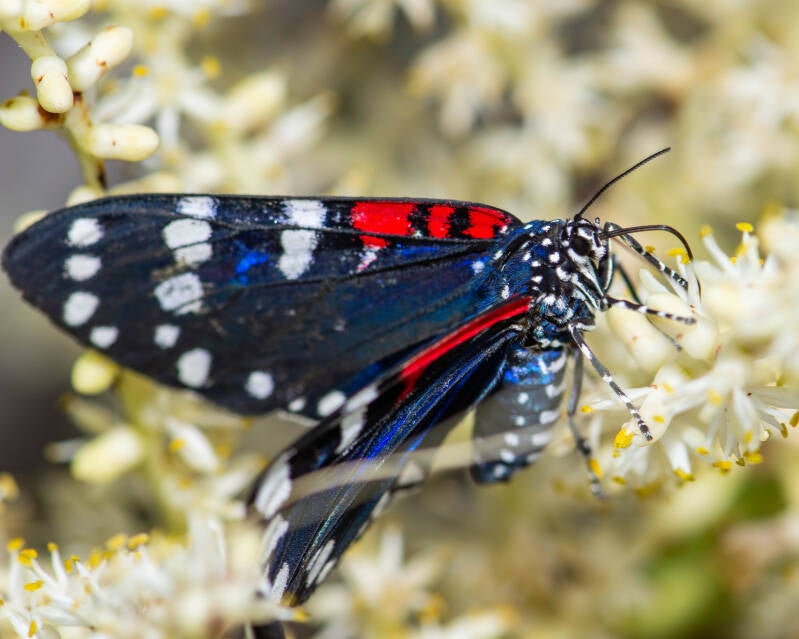 Faithful Beauty (2)