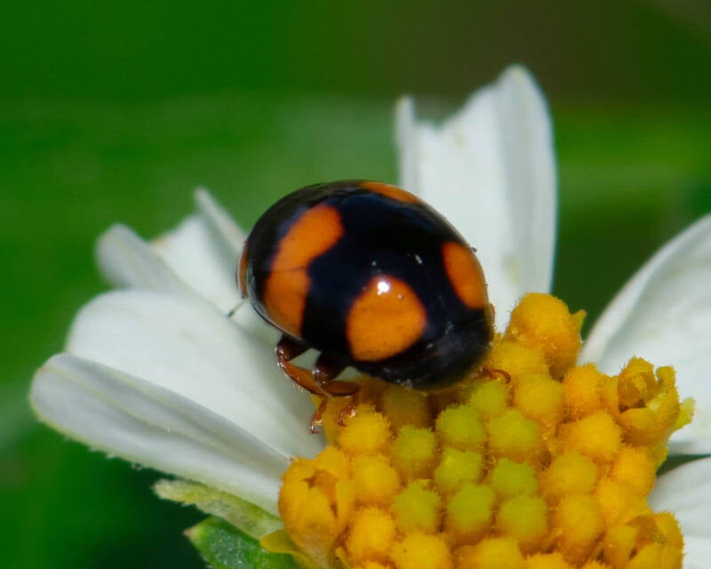 Brachiacantha Spurleg Lady Beetle (1)