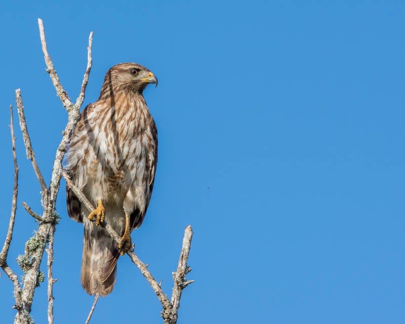 Red Shouldered Hawk (2)