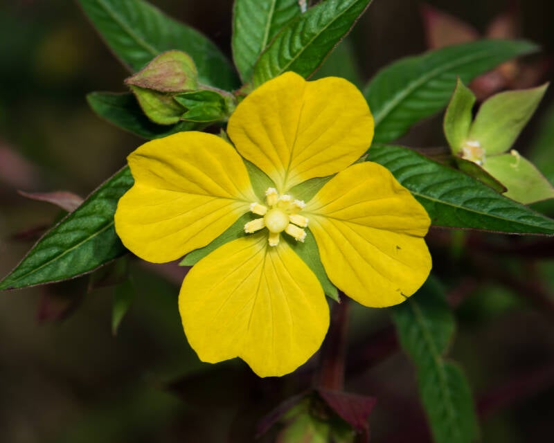 Mexican Primrose Willow (1)