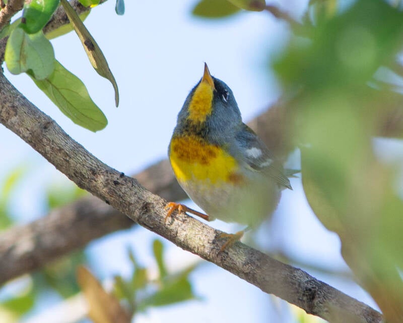 Northern Parula (2)