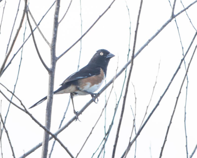 Eastern Towhee (1)