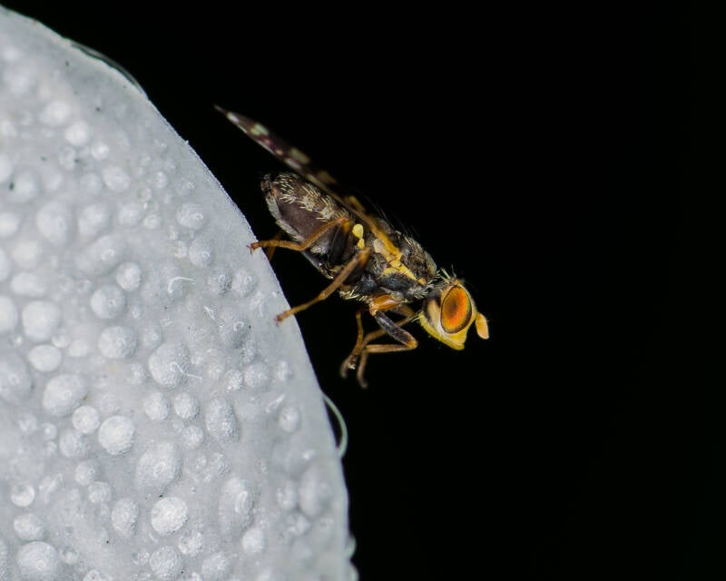 Campiglosa Fruit Fly (7)