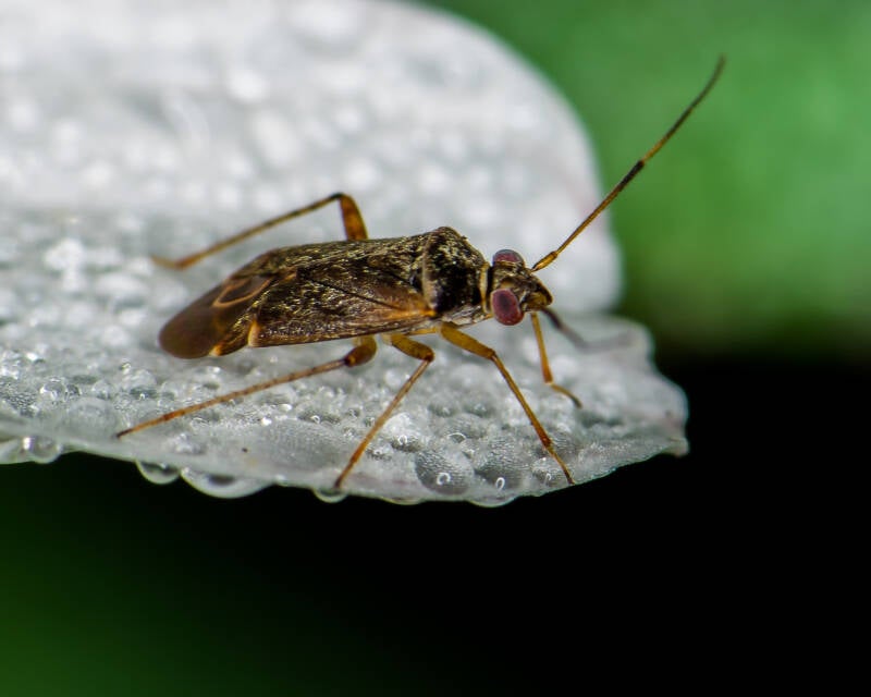 Polymerus Plant Bug (1)