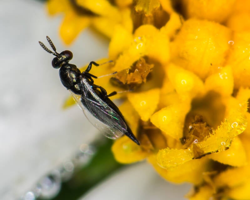 Choletrechnus Chalcidoid Wasp (1)