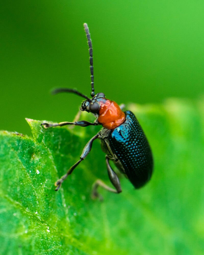 Oulema Shining Leaf Beetle (1)