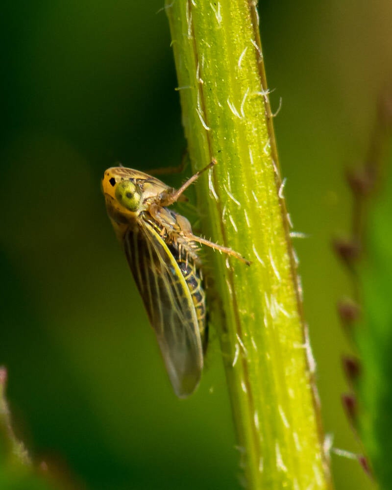 Lesser Lawn Leafhopper (1)