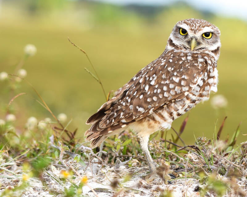Burrowing Owl (5)