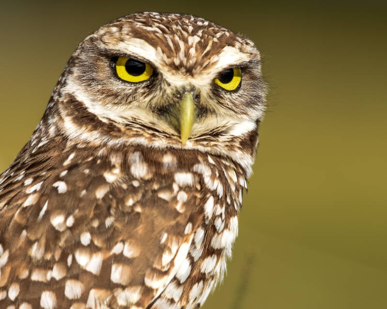 Burrowing Owl (6)