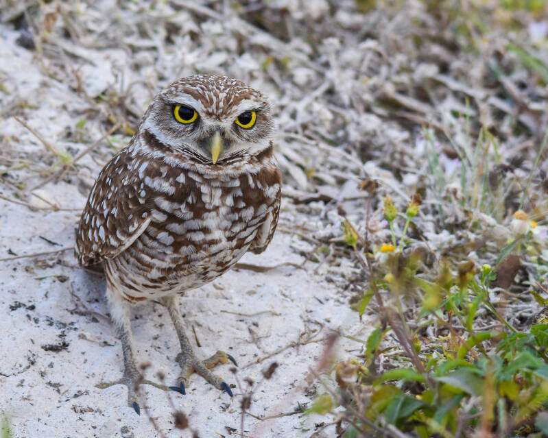 Burrowing Owl (7)