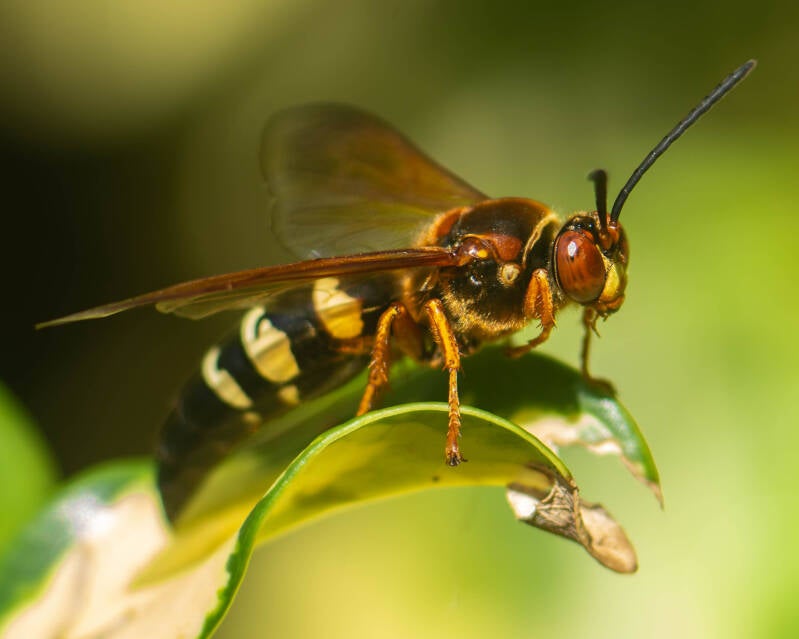 Eastern Cicada-Killer Wasp (1)