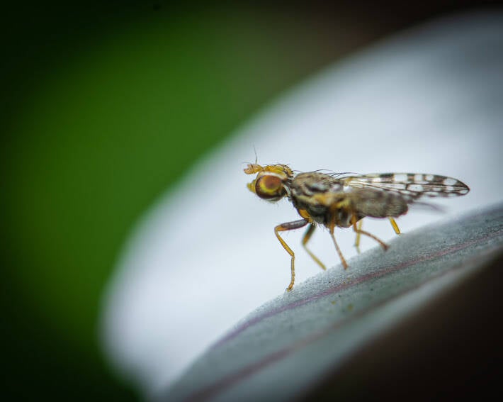 Campiglosa Fruit Fly (6)