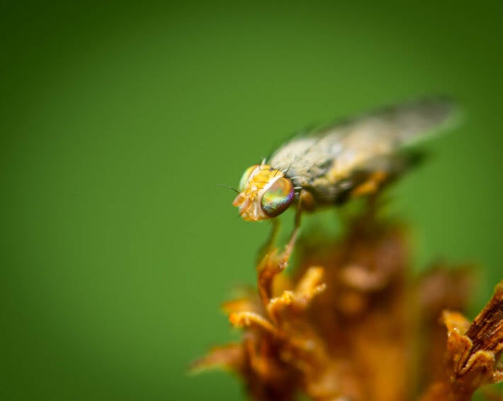 Campiglosa Fruit Fly (5)