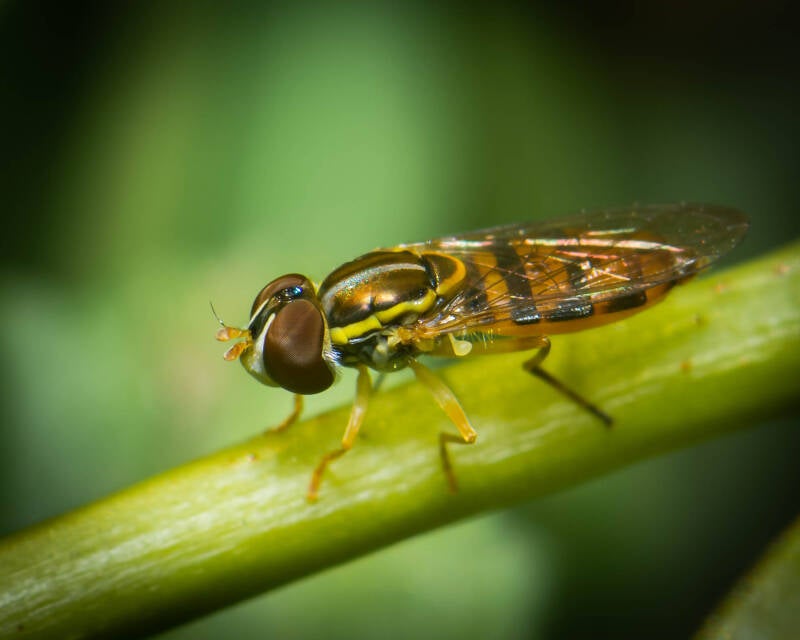 Florida Calligrapher Fly (1)