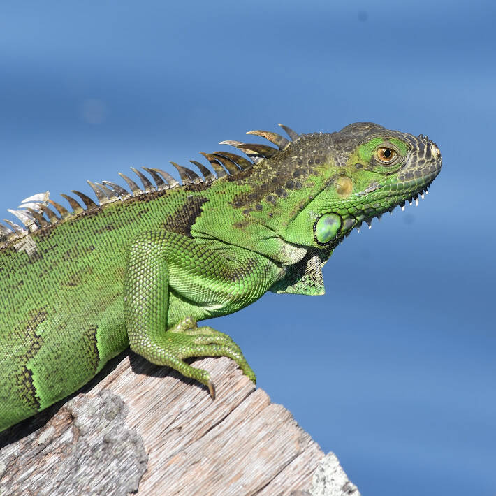 Green Iguana (6)
