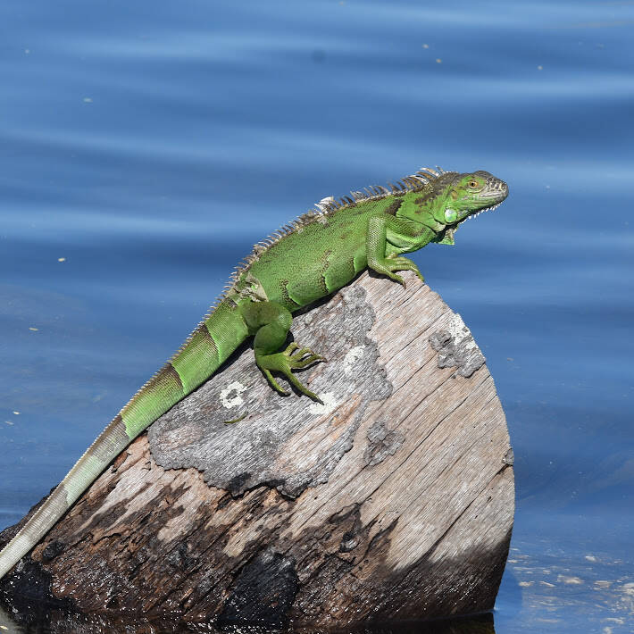 Green Iguana (5)