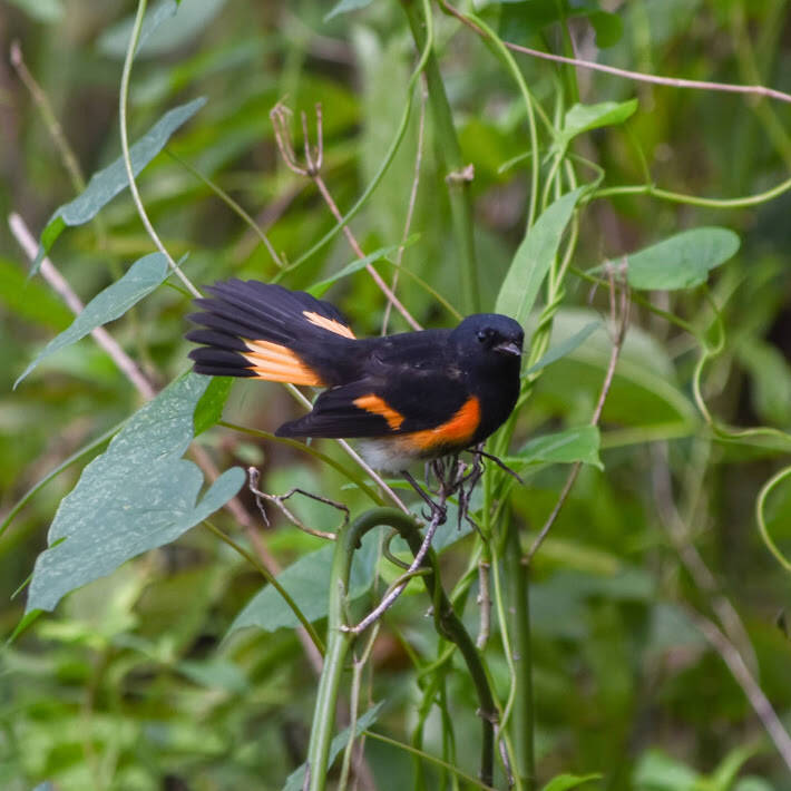 American Redstart (2)