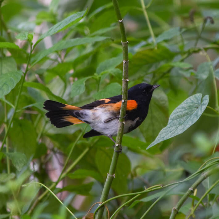 American Redstart (1)