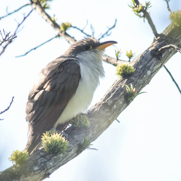 Yellow-Billed Cuckoo (1)
