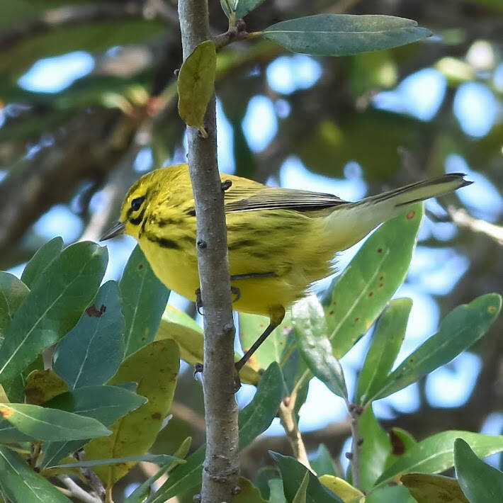 Prarie Warbler (1)